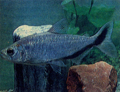 Ленточный брикон (Вrусоn melanopterus)