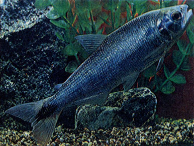 Головастый брикон (В. cephalus)