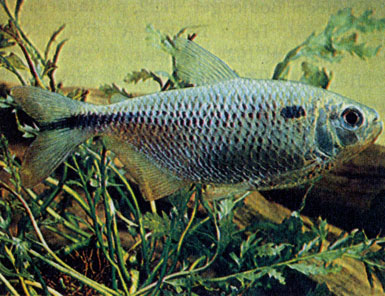 Точечный астианакс (Astyanax bimaculatus)