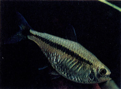 Тетра Шольца (Hyphessobrycon scholzei) 