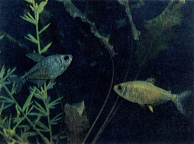 Бриллиантовая моенкаузия (Moenkhausia pittieri) и лимонная тетра (Hyphessobrycon pulchripinnis)