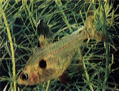 Красный фантом (Megalamphodus sweglesi)