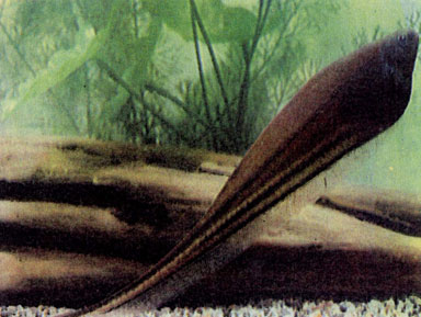 Зеленоватая ножетелка, или обыкновенная эйгенманния (Eigenmannia virescens) 