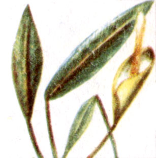 Анубиас ланцетовидный