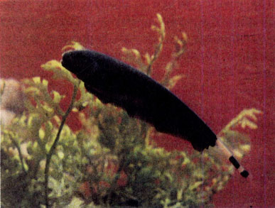 Черный нож (Apteronotus albifrons)