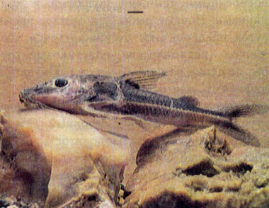 Черный дорас (Pseudodoras niger) — малек 