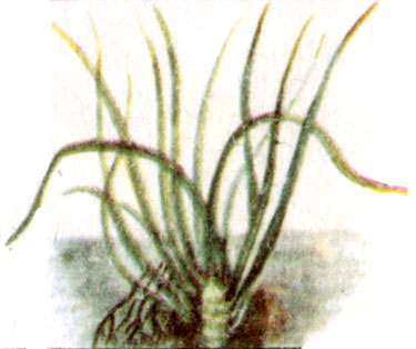 Аир злаковый