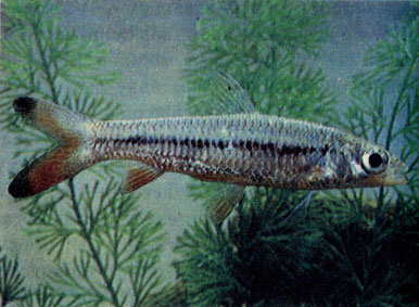 Торпедовидный лептобарбус (Leptobarbus melanotaenia)