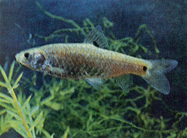Двуточечный барбус (Barbus bimaculatus) — самка