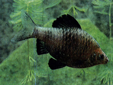Черный, или пурпурный, барбус (В. Nigrofasciatus) 