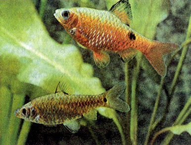 Огненный барбус (Barbus conchonius) и одноштриховый барбус (В. Vittatus)