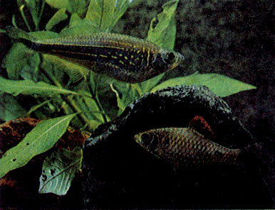 Малабарский данио (Danio aequipinnatus) и алоплавничный барбус (В. stoliczkanus)
