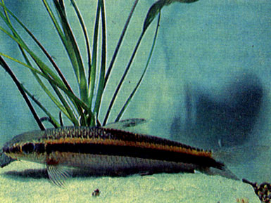 Пестроплавничный эпальцеоринх (Epalzeorhynchus kallopterus)