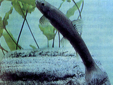 Эфиопская гарра (Garra sp. aethiopica) 