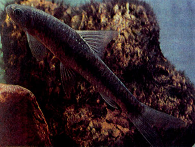 Туркменский дискогнат (Discognathychthys rossicus)