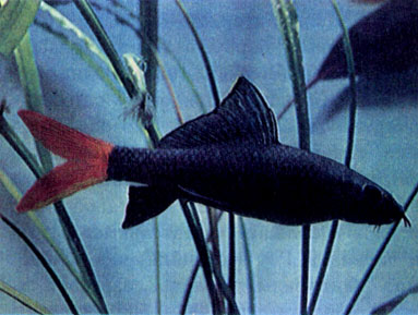 Двухцветный лабео (L. bicolor)