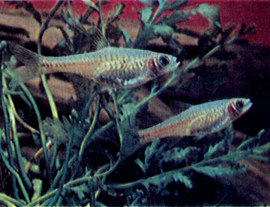 Сетчатая расбора (R. Reticulata) 