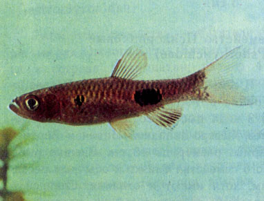 Красочная расбора-клоун (Rasbora kaloch-roma)