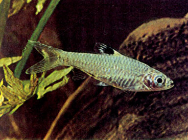 Пятнистоспинная расбора (R. dorsiocellata)