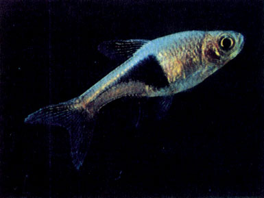 Клинопятнистая расбора (R. heteromorpha)
