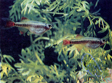 Кардинал (Tanichthys albonubes) 