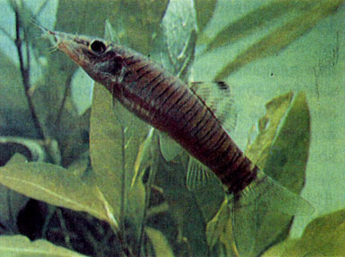 Тигровая боция (В. Hymenophysa)