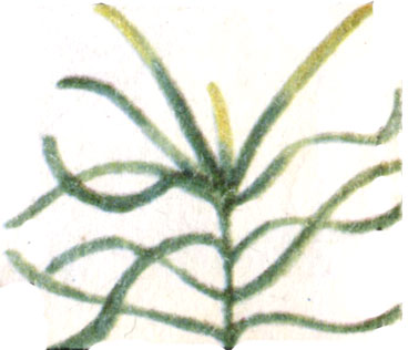 Эйхорния разнолистная