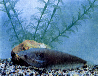 Двупятнистый омпок (Ompok bimaculatus)