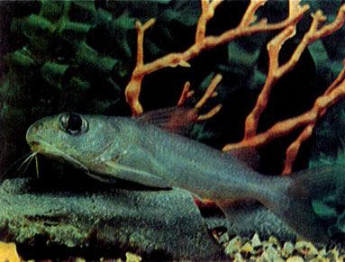 Алюминиевый сом (Gephyroglanis longipinnis)