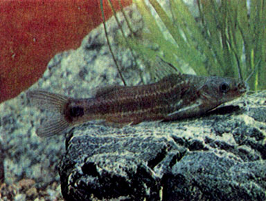 Полосатый мистус (Mystus vittatus)