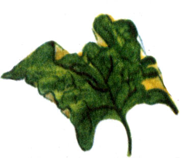 Кубышка малая