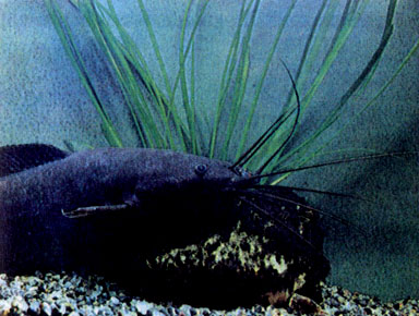 Ангольский кларий (Clarias angolensis)
