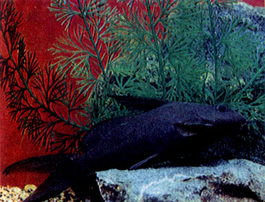Нильский синодонт (Synodontis frontosus)