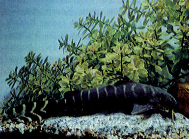 Синодонт Бришара (S. Brichardi)