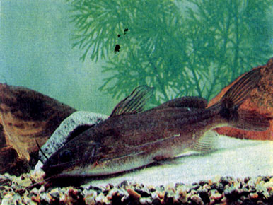 Стройная пимелоделла (Pimelodella gracilis)