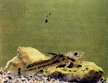 Большая, или конская, гулдиелла (Gouldiella eques) 