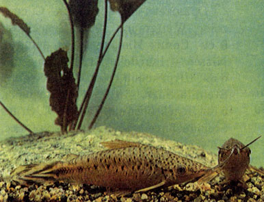 Пестрохвостая, или флагохвостая, дианема (Dianema urostriata) 