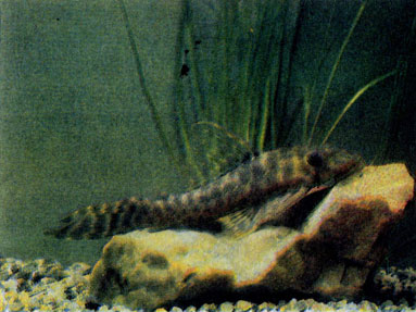 Пятнистый анцистр (Ancistrus lineolatus)
