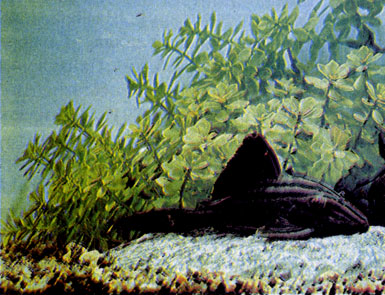 Чернолинейный панак (Panaque nigrolineatus)