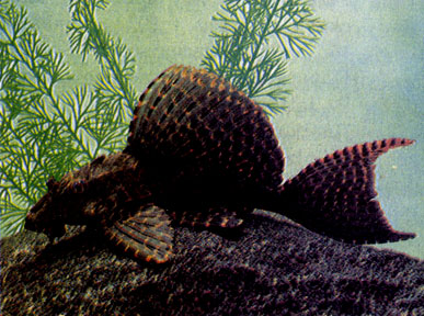 Парчовый птеригоплихт (Pterygoplichthys gibbiceps) 