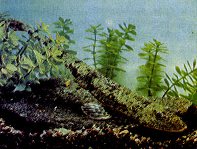 Укаяльский лорикариихт (Loricariichtys ucayalensis)