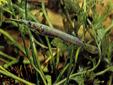 Обыкновенный дермогенис (Dermogenys pusillus)