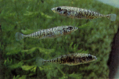 Южная колюшка (Pungitius platygaster)