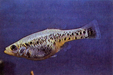 Глянцевая амека — самка