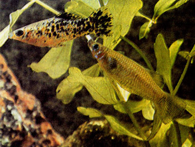 Лимия орната (Limia ornata) и бирюзовый альфаро (Alfaro cultratus) 