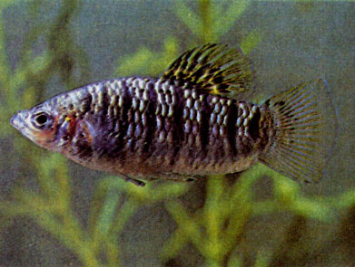 Чернополосая лимия (Limia nigrofasciata)