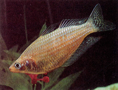 Горбатая радужница (М. splendida rubrostriata)