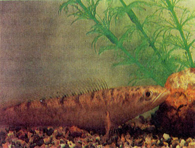 Ленточный, или красноглазый, змееголов (Channa striata)