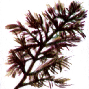 Перистолистник хвостиковидный