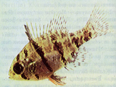 Дисковидный окунь (Enneacanthus chaetodon)